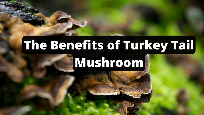 The Benefits of Turkey Tail Mushroom